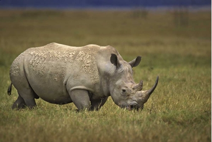 Picture of KENYA, LAKE NAKURU NP NORTHERN WHITE RHINOCEROS