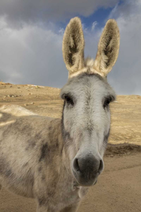 Picture of USA, COLORADO, SOUTH PARK CLOSE-UP OF WILD BURRO