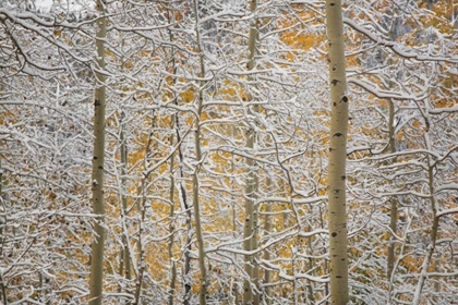 Picture of COLORADO, SAN JUAN MOUNTAINS SNOW ON ASPEN TREES