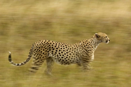 Picture of KENYA, MASAI MARA MOTION BLUR OF CHEETAH