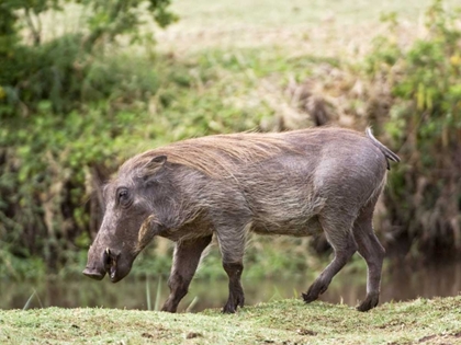 Picture of TANZANIA, LAKE MANYARA NP WARTHOG WALKING