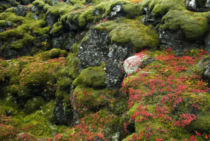 Picture of ICELAND, PINGVELLIR NP MOSS-COVERED ROCKS