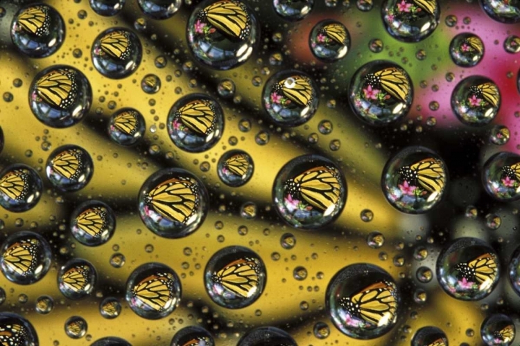 Picture of MONARCH BUTTERFLY REFLECTED IN WATER DROPS