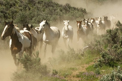 Picture of WA, MALAGA, RUNNING HORSES KICKING UP DUST