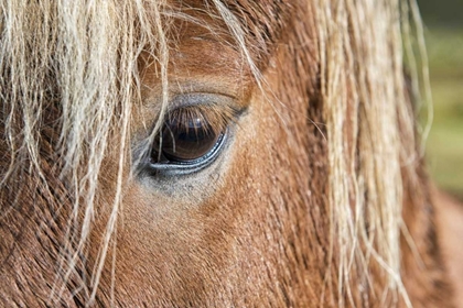 Picture of ICELAND OF EYE AND HEAD OF ICELANDIC HORSE