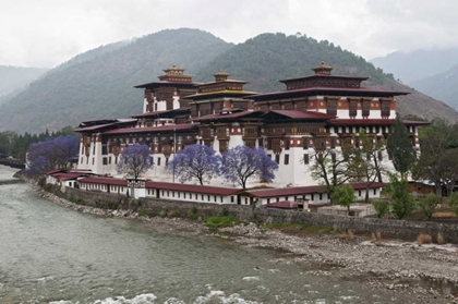 Picture of BHUTAN PUNAKHA DZONG PALACE WITH JACARANDA