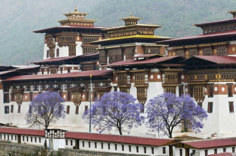 Picture of BHUTAN PUNAKHA DZONG PALACE WITH JACARANDA