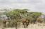 Picture of KENYA, SAMBURU RESERVE ROTHSCHILD GIRAFFES