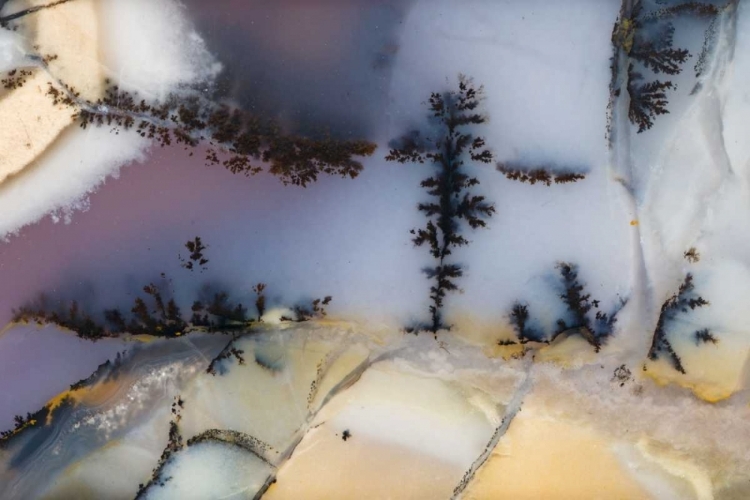 Picture of USA, NEVADA CLOSE-UP OF AMETHYST SAGE AGATE