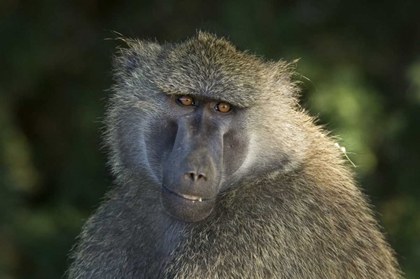 Picture of KENYA, SAMBURU NATIONAL RESERVEOLIVE BABOON