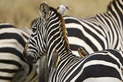 Picture of KENYA, MASAI MARA ZEBRA WITH OXPECKER BIRDS