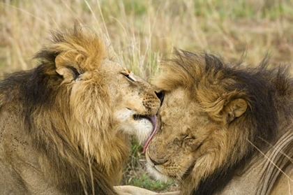 Picture of KENYA, MASAI MARA LION LICKING ANOTHER LION