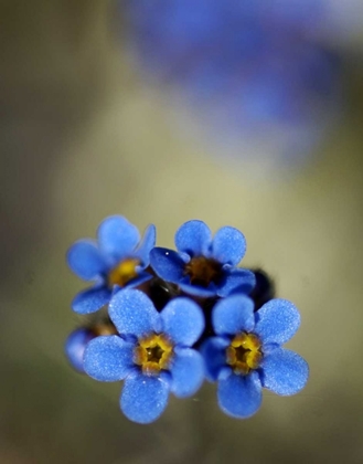 Picture of AK, ARCTIC NWR, ALPINE FORGET-ME-NOT FLOWERS