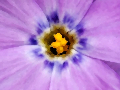 Picture of AK, ARTIC NWR, ABSTRACT SIBERIAN FLOX FLOWER