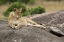 Picture of KENYA, MASAI MARA LIONESS RESTING ON BOULDER