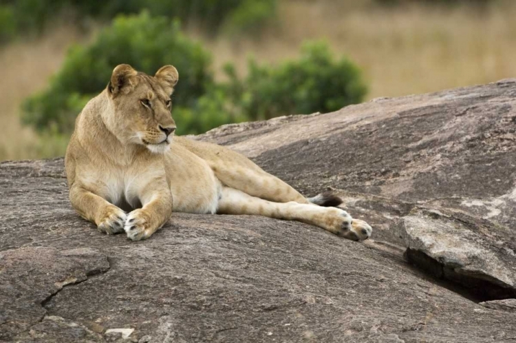 Picture of KENYA, MASAI MARA LIONESS RESTING ON BOULDER