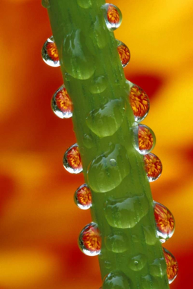 Picture of FLOWERS REFLECTED IN DEW DROPS ON DAHLIA STEM
