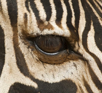 Picture of TANZANIA, TARANGIRE NP EYE OF A COMMON ZEBRA