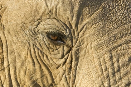 Picture of KENYA, SAMBURU RESERVE ELEPHANT FACE AND EYE