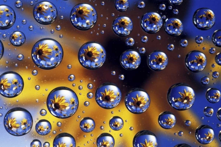 Picture of ARROWLEAF BALSAMROOT REFLECTED IN WATER DROPS