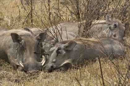 Picture of TANZANIA, NGORONGORO WARTHOG FAMILY SLEEPING