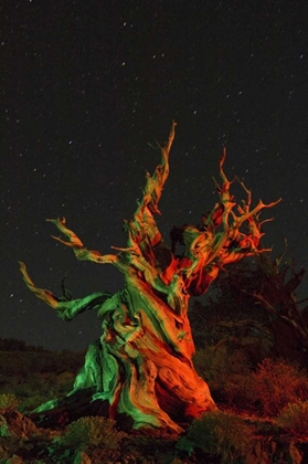 Picture of CA, WHITE MTS, BRISTLECONE PINE TREE AT NIGHT