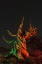 Picture of CA, WHITE MTS, BRISTLECONE PINE TREE AT NIGHT