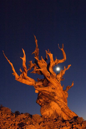 Picture of CA, WHITE MTS, MOON AND BRISTLECONE PINE TREE
