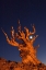 Picture of CA, WHITE MTS, MOON AND BRISTLECONE PINE TREE