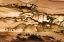 Picture of OREGON CLOSE-UP OF BIGGS PICTURE JASPER STONE