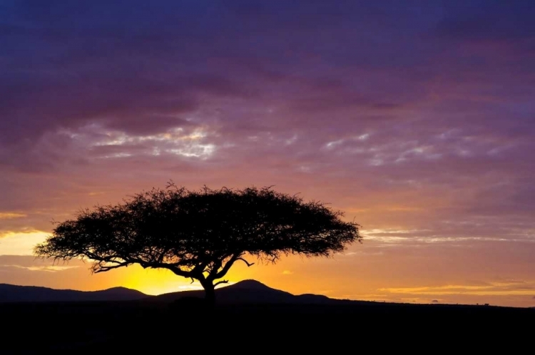 Picture of KENYA, MASAI MARA SUNRISE SILHOUETTES ACACIAS