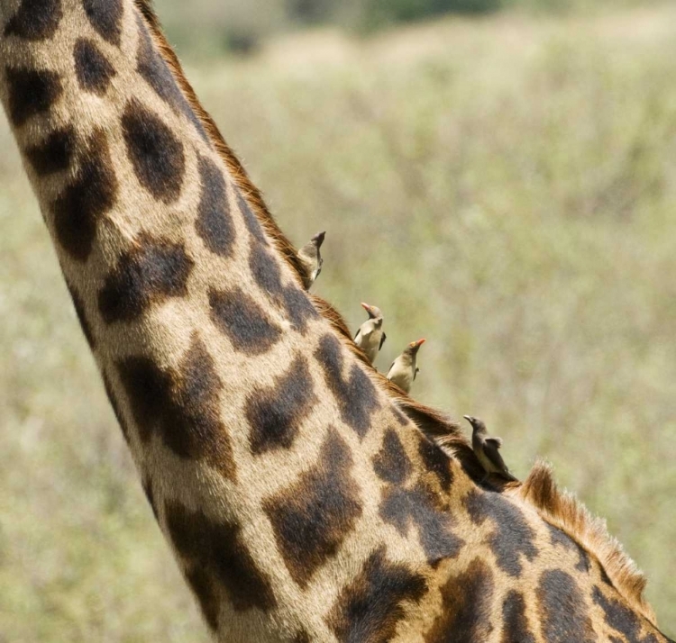 Picture of KENYA, MASAI MARA GIRAFFE WITH OXPECKER BIRDS