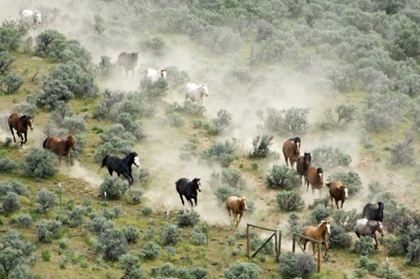 Picture of WA, MALAGA, HORSES FORM V SHAPE DURING ROUNDUP