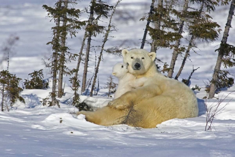 Picture of CANADA, MANITOBA, WAPUSK POLAR BEAR CUB PLAYING