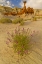 Picture of UT, GRAND STAIRCASE ESCALANTE NM FLOWERS SCENIC