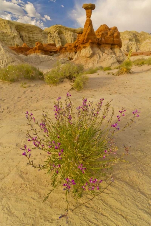 Picture of UT, GRAND STAIRCASE ESCALANTE NM FLOWERS SCENIC