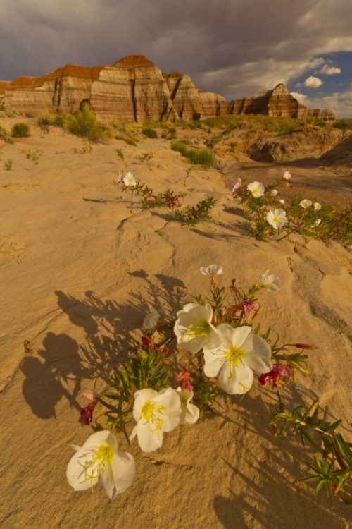 Picture of UT, GRAND STAIRCASE ESCALANTE NM DELERT FLOWERS