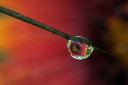 Picture of TX, MCMULLEN CO, FLOWER REFLECTED IN WATER DROP