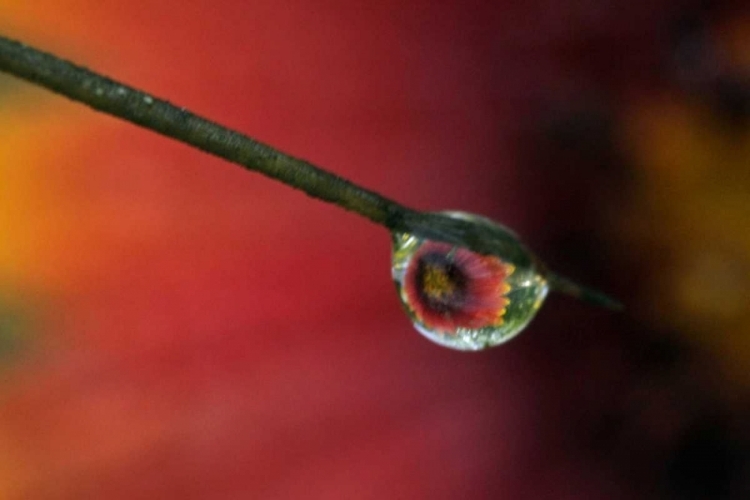 Picture of TX, MCMULLEN CO, FLOWER REFLECTED IN WATER DROP