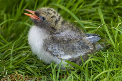 Picture of EUROPE, ENGLAND, FARNE ISLANDS ARCTIC TERN CHICK