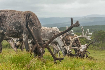 Picture of EUROPE, SCOTLAND, CAIRNGORM NP REINDEERS GRAZING