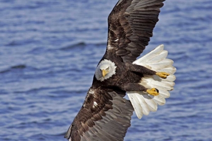 Picture of USA, ALASKA, HOMER BALD EAGLE DIVING ABOVE WATER