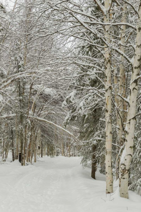 Picture of USA, ALASKA SNOW-COVERED BIRCH AND SPRUCE FOREST