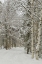 Picture of USA, ALASKA SNOW-COVERED BIRCH AND SPRUCE FOREST