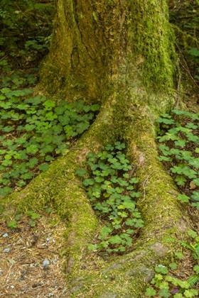 Picture of USA, CALIFORNIA, REDWOODS NP CLOVER AT TREE BASE