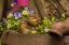 Picture of USA, NORTH CAROLINA CLOSE-UP OF EASTERN CHIPMUNK