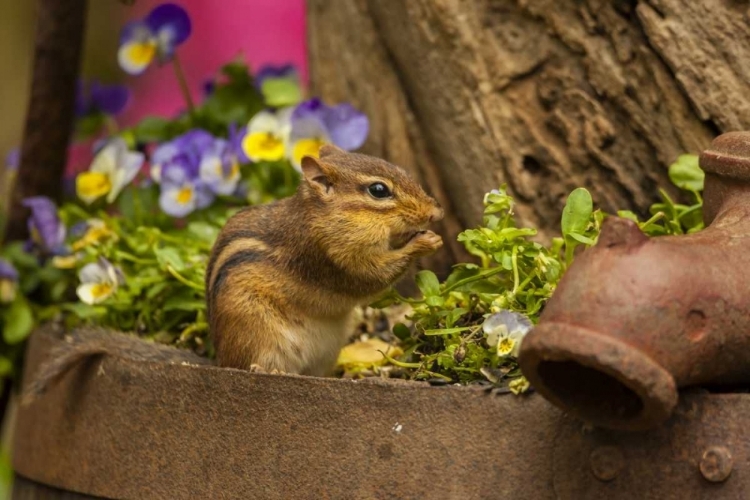 Picture of USA, NORTH CAROLINA CLOSE-UP OF EASTERN CHIPMUNK