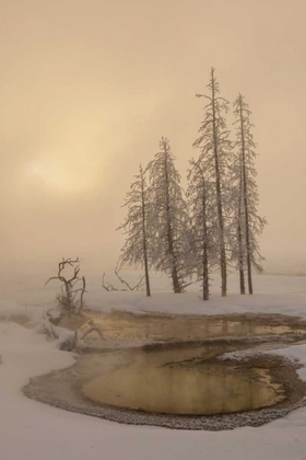 Picture of USA, WYOMING, YELLOWSTONE NP FOGGY WINTER SCENIC