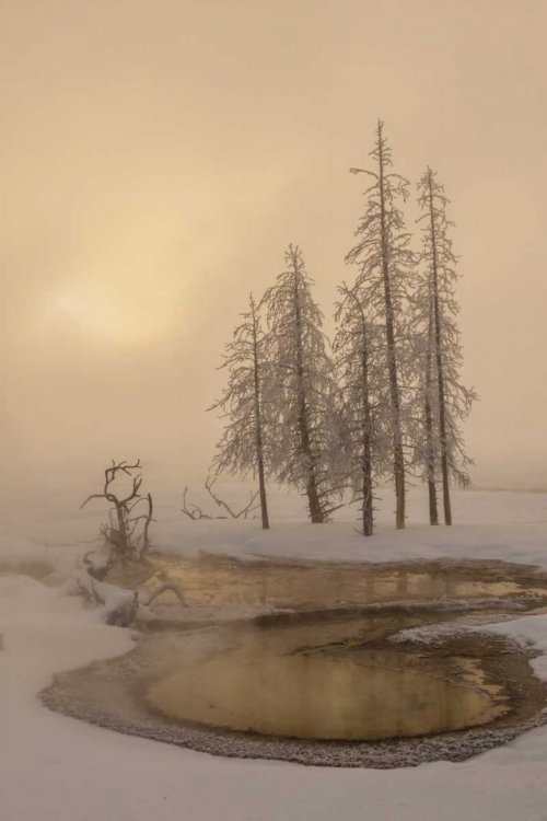 Picture of USA, WYOMING, YELLOWSTONE NP FOGGY WINTER SCENIC