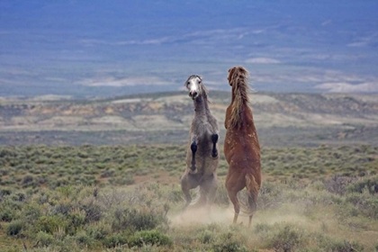 Picture of COLORADO, MOFFAT COUNTY TWO WILD HORSES FIGHTING